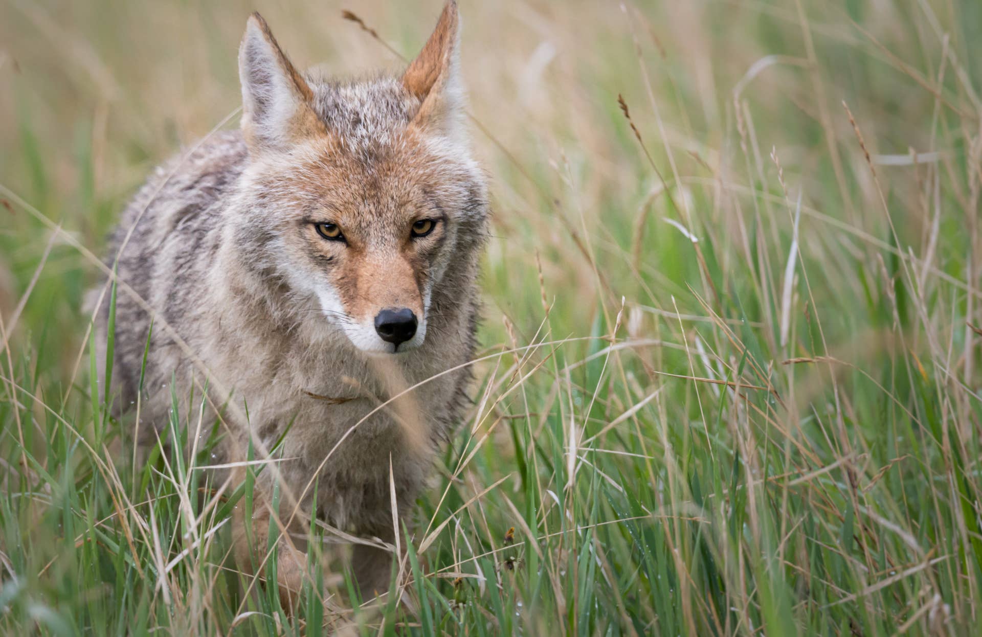 How to Keep Your Pets Safe From Coyotes - Parade Pets