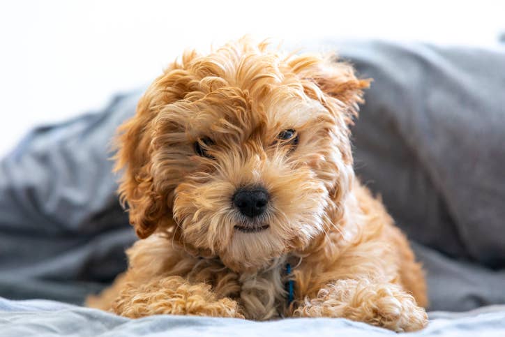 Cavapoo Body Checks German Shepherd Mid-Class in Dramatic Girlfriend ...