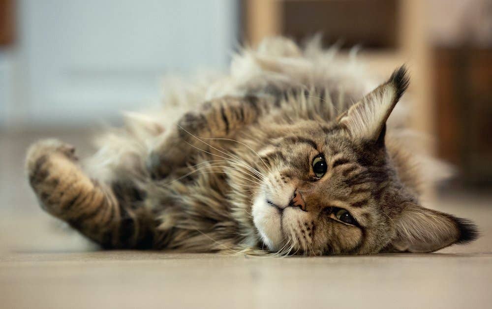 20 Big Cat Breeds That Are the Largest House Cats - Parade Pets