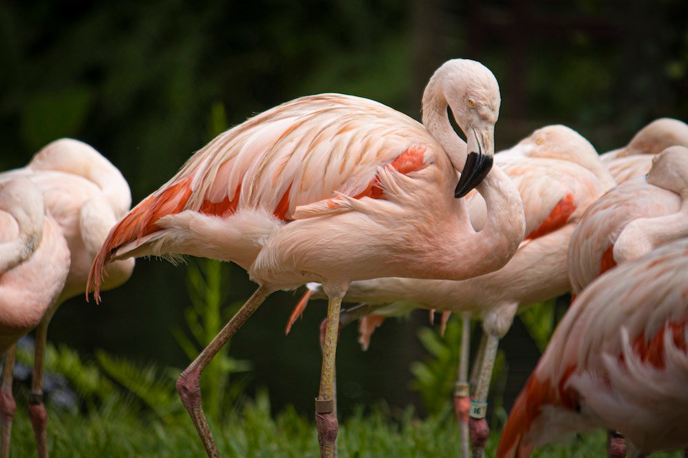 Why Are Flamingos Pink? - Parade Pets