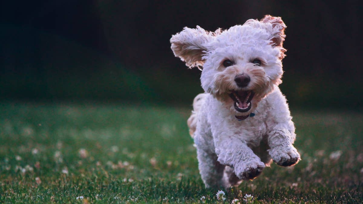25 Hypoallergenic Dogs: Breeds That Don't Shed - Parade Pets