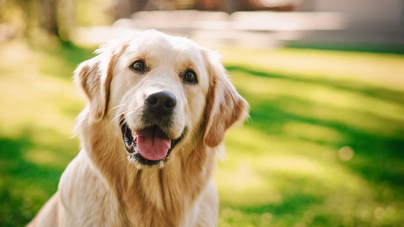15 Most Affectionate Dog Breeds for a Loving, Cuddle Pooch - Parade Pets
