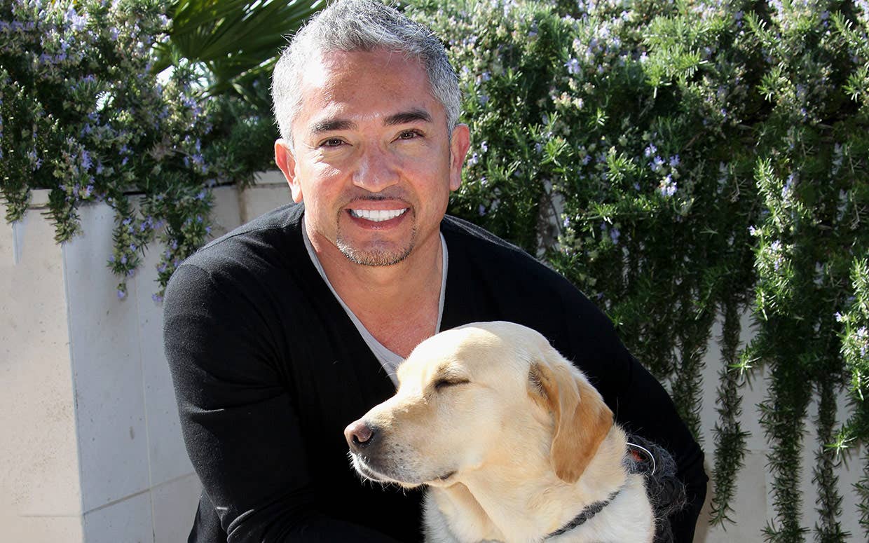 instagram cesar millan golden retriever