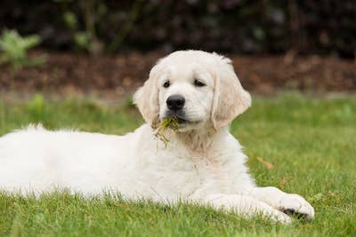 Can Dogs Eat Grass? Veterinarians Explain Grass-Eating in Pups - Parade ...