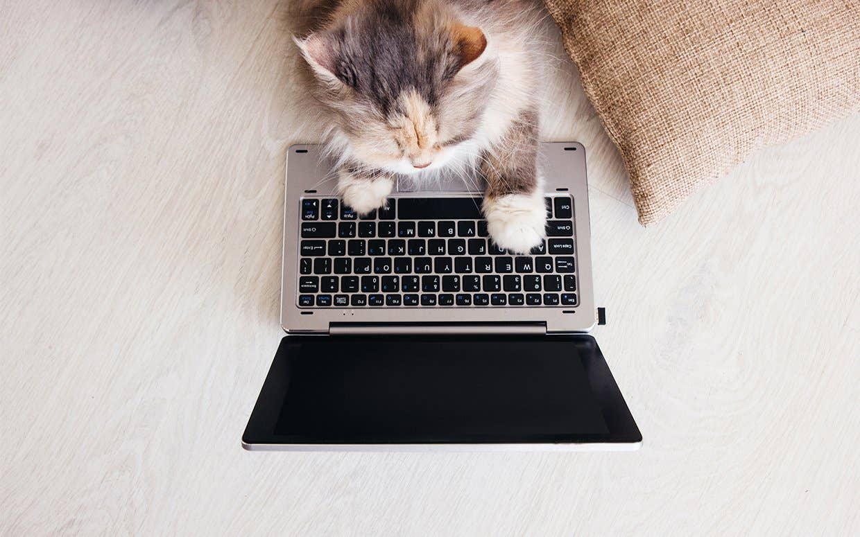 These Are the Questions Pet Owners Ask Google the Most - Parade Pets