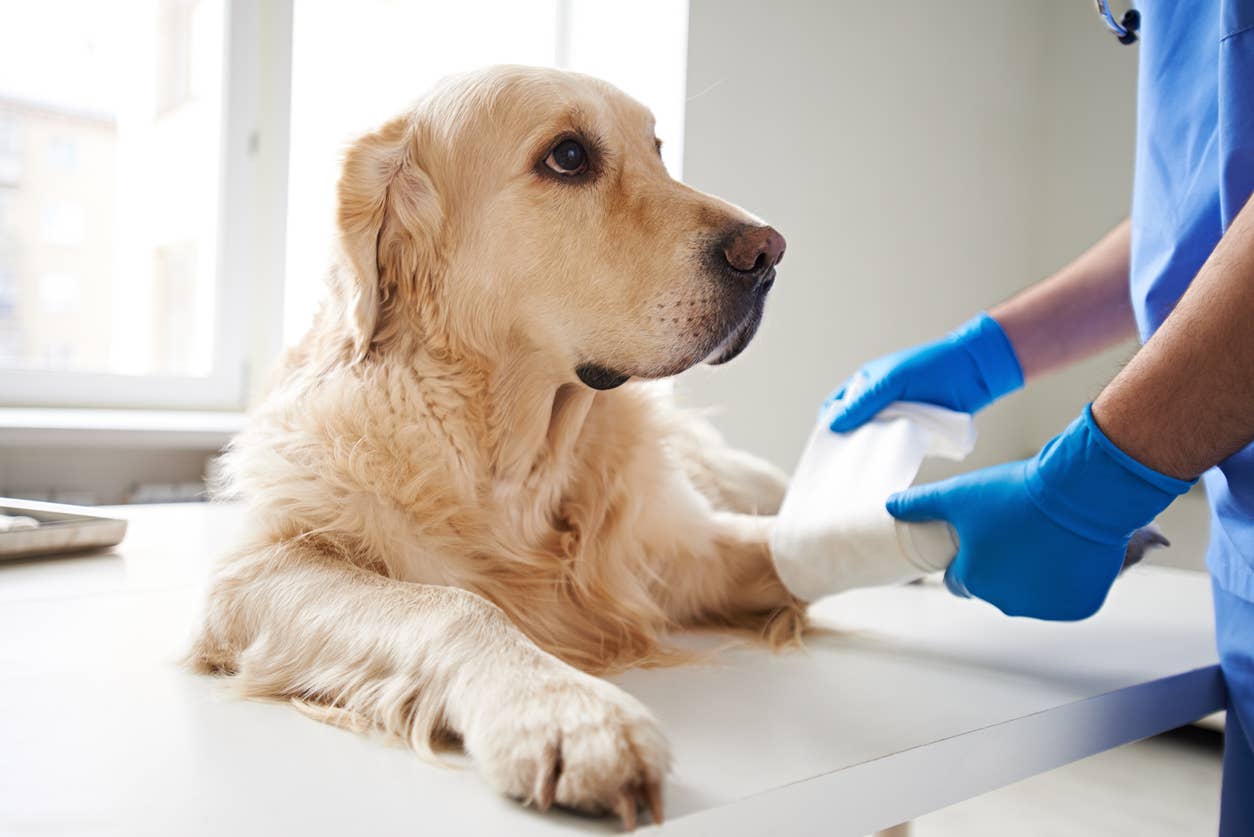 7 Most Common Cat and Dog Injuries and Their Cost - Parade Pets