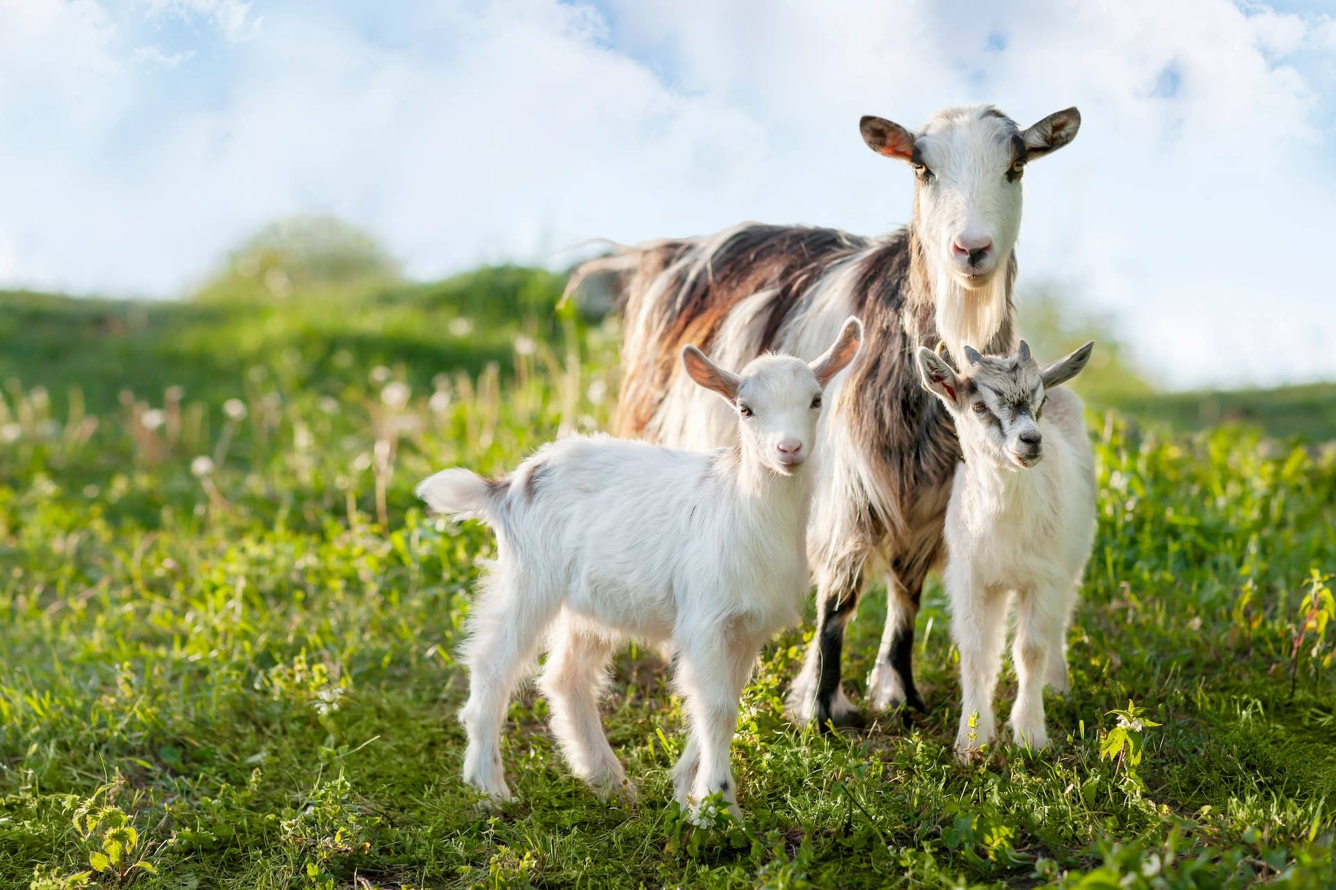 Tiny Baby Goat Has a Name That Shows How 'Snuggly' He Is - Parade Pets