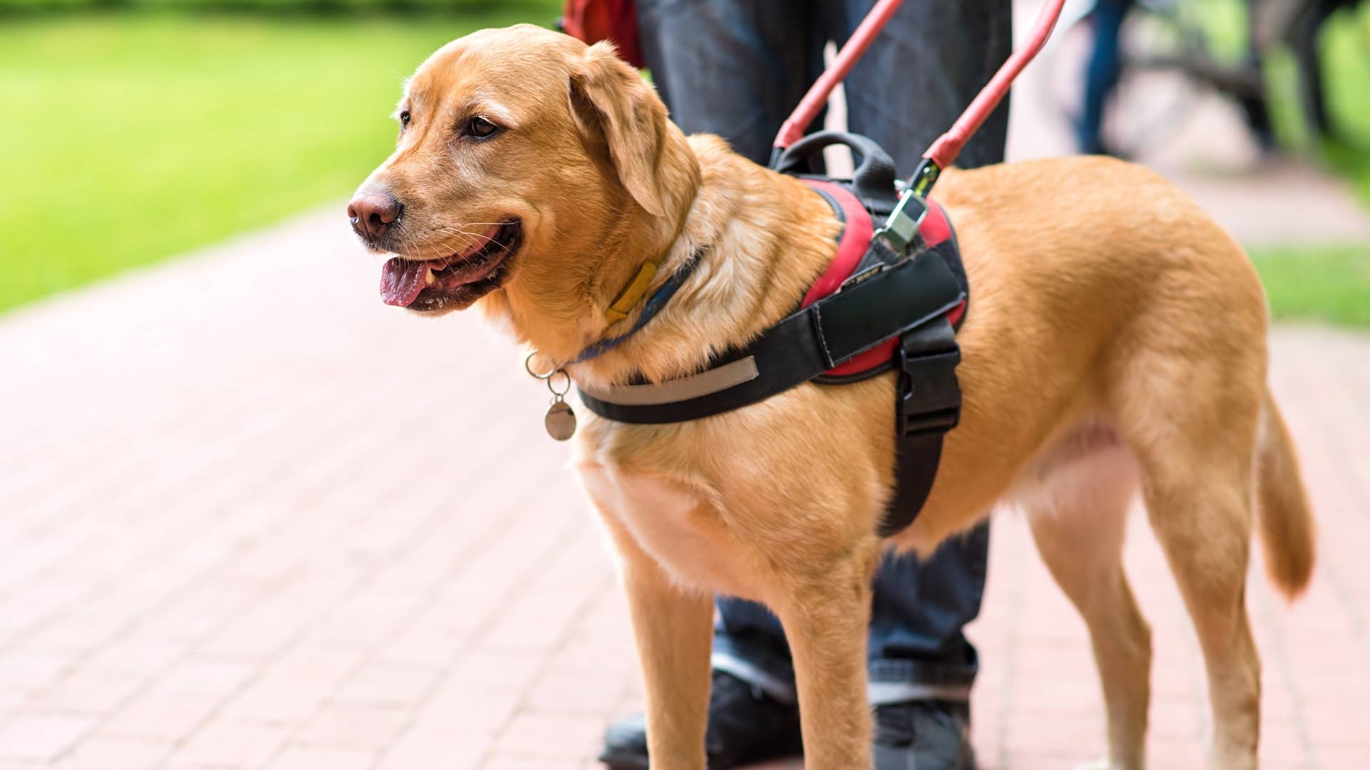 Guide Dog Ride Guide Dog Helps Their Blind Handler Find a Seat on a Busy Train ...