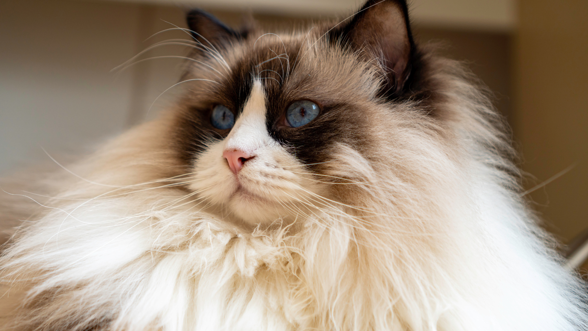 Cat Breeds Dominating the 'Most Popular' List All Have One Thing in ...