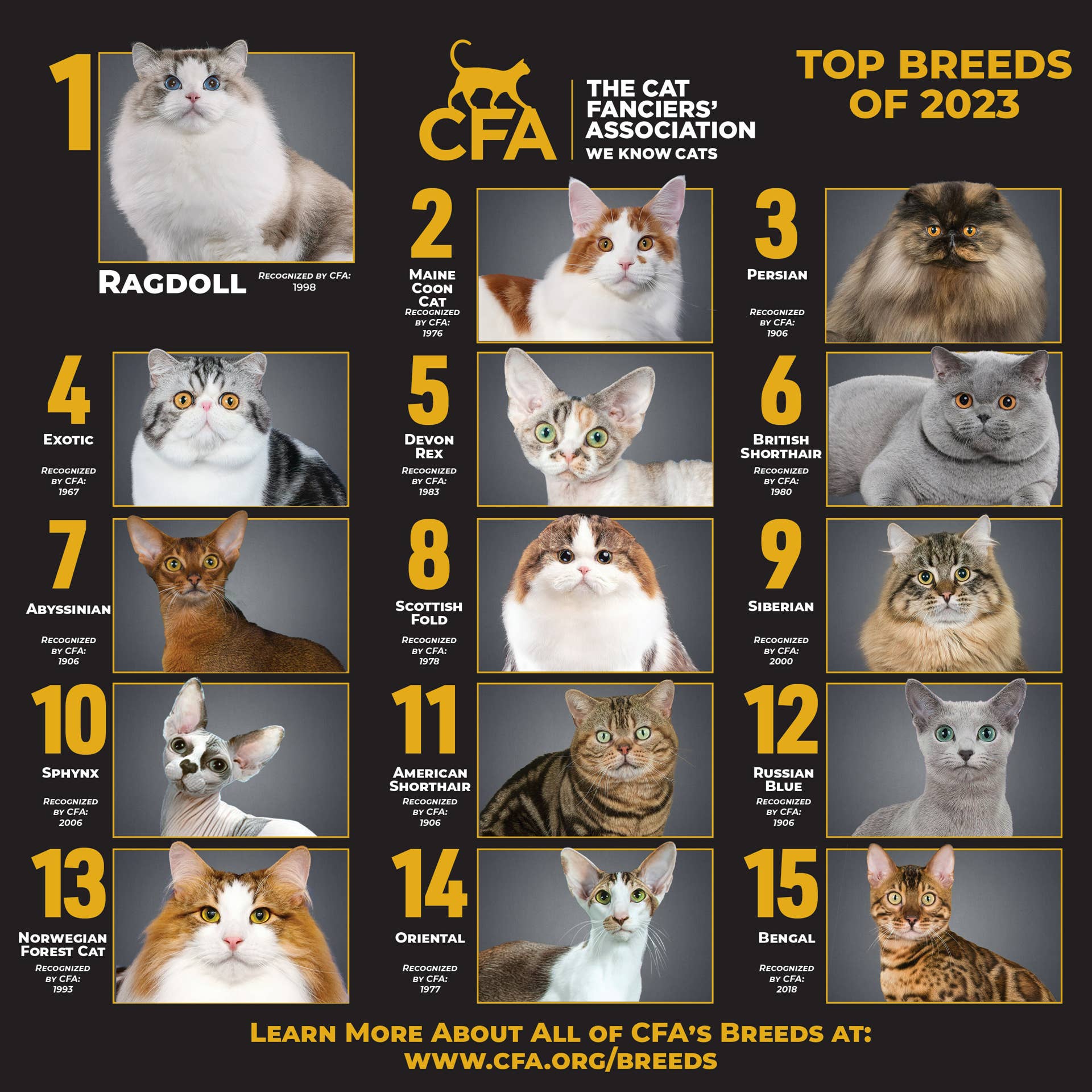 Cat Breeds Dominating the 'Most Popular' List All Have One Thing in ...