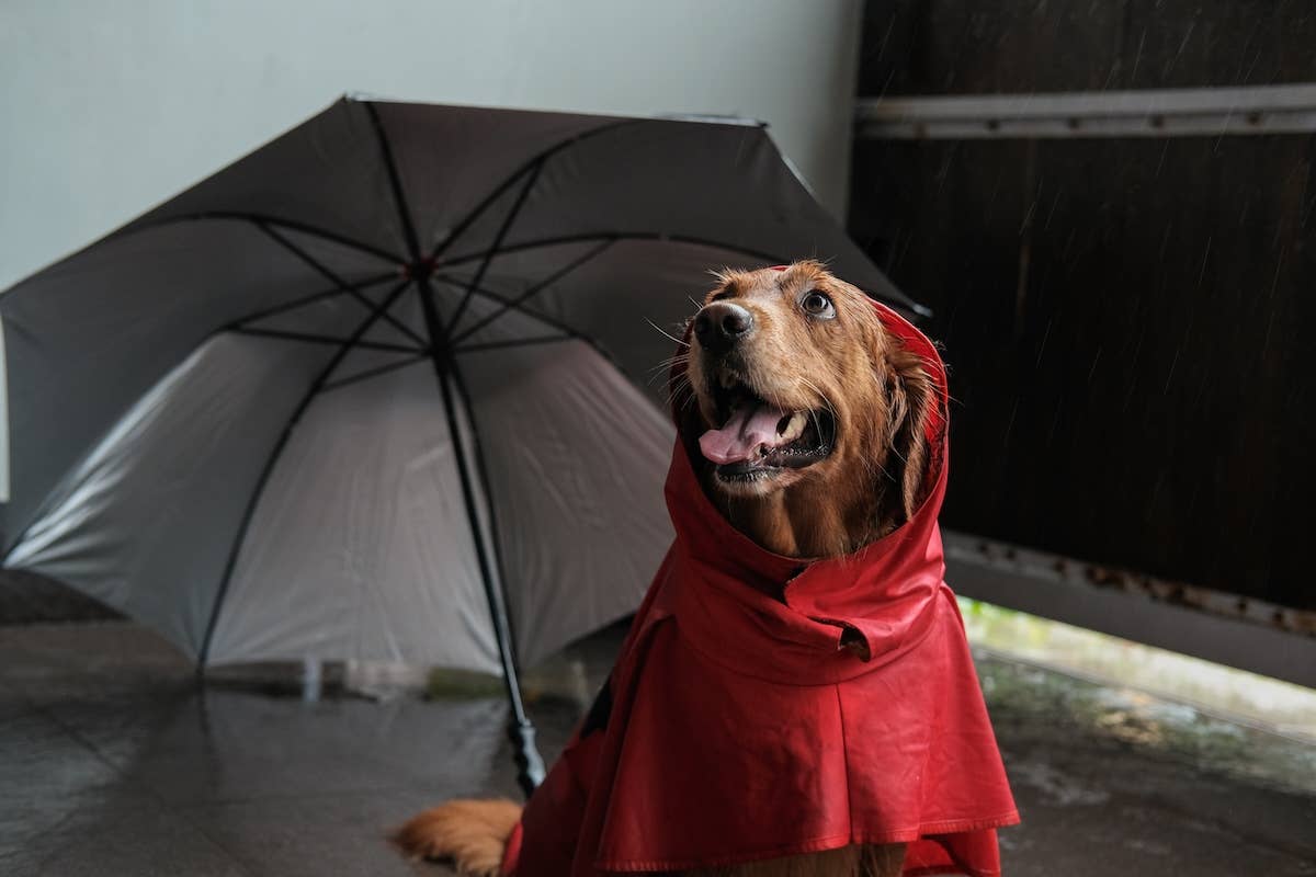 kid uses poop bag as rain coat dog in bag Holder with Gauge My pawsome Mama's creation. The