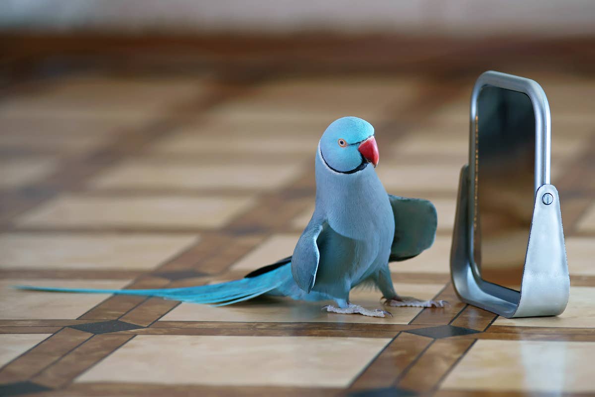 Parakeet Reflection 12 Cute & Fun Ways to Spoil Your Beloved Bird on National Pet Bird Day ...