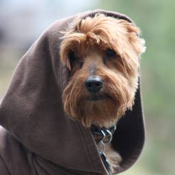 120+ Star Wars Dog Names For Your Jedi or Sith Puppy