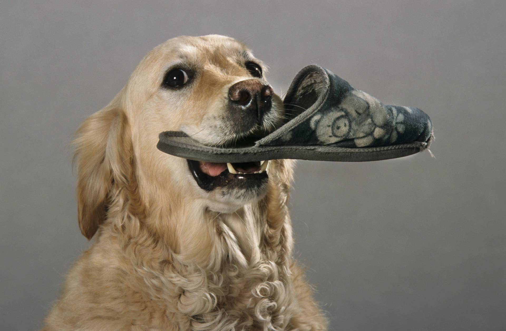 Dogs Ripping Shoes Simple Explanation for Why Dogs Steal Humans' Shoes Is Beyond Sweet ...