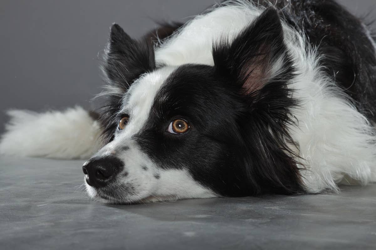 Collie Emotionally Singing John Denver Has Our Feelings on a Rocky ...