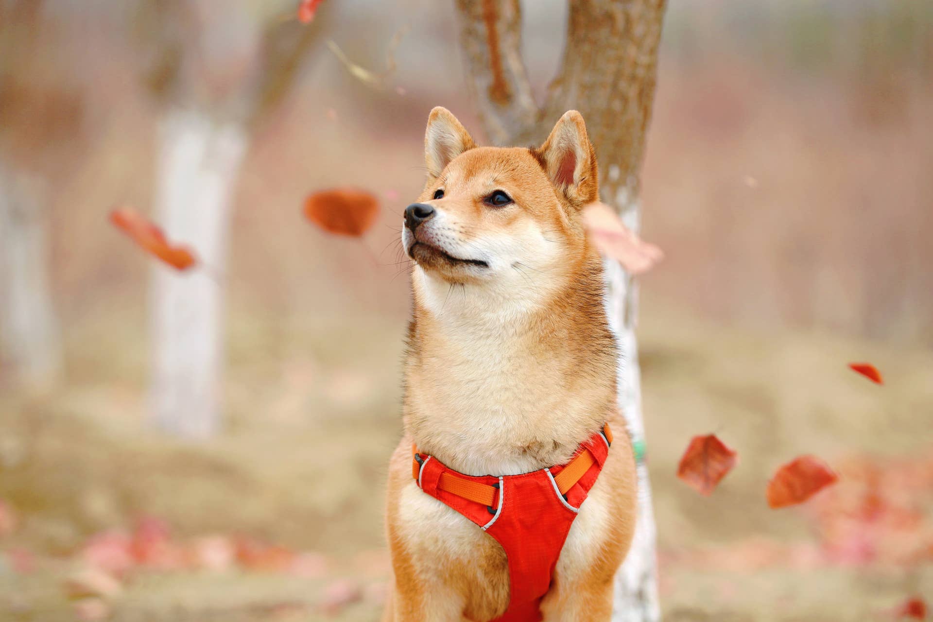 Small Ear Types 15 Dog Breeds That Look Like Foxes - Parade Pets