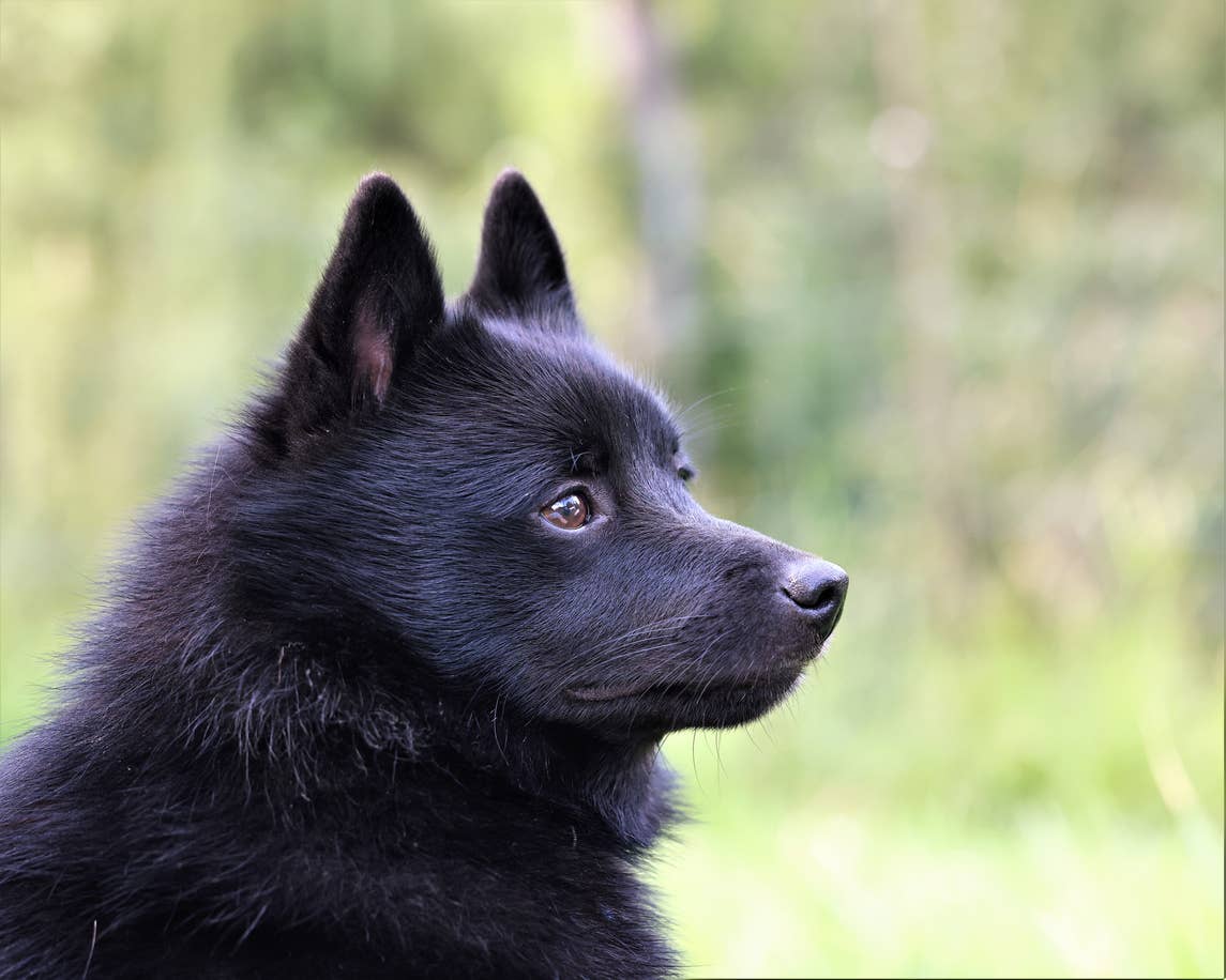 Small Ear Types 15 Dog Breeds That Look Like Foxes - Parade Pets