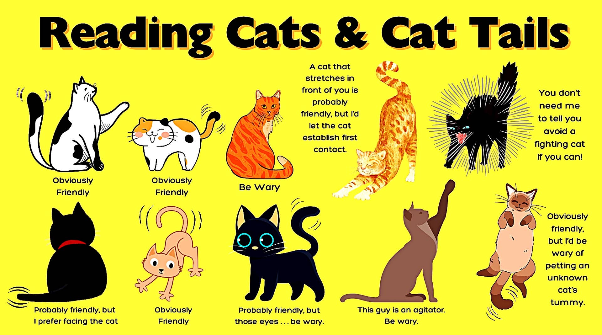 why does my female cats tail vibrate Why Do Cats Shake or Vibrate Their Tails? Vet-Verified Reasons Explained