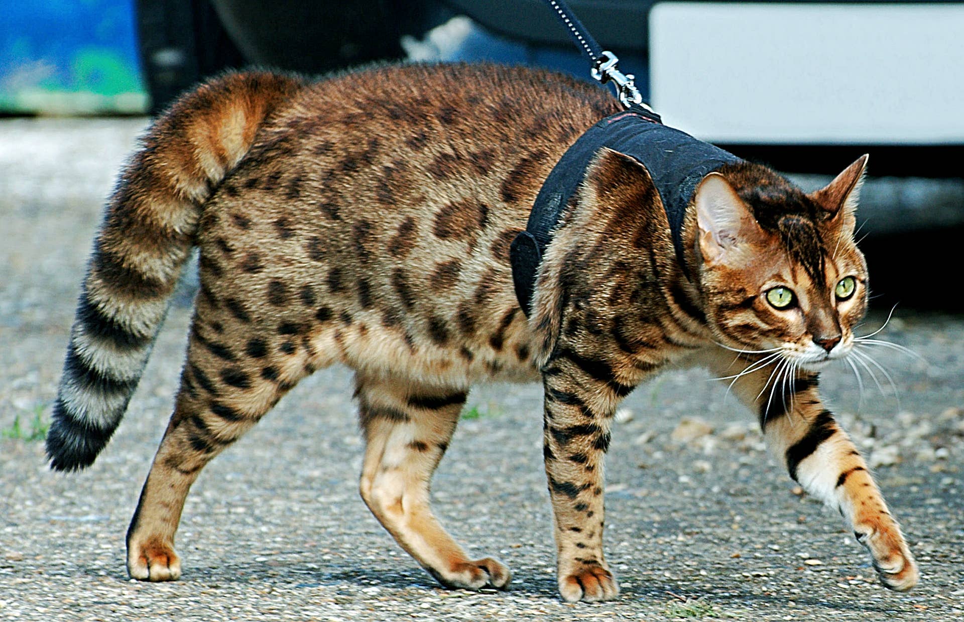 why does my female cats tail vibrate Why Do Cats Wag Their Tails: Reasons & Expert Tips [+ FAQs] main image 1