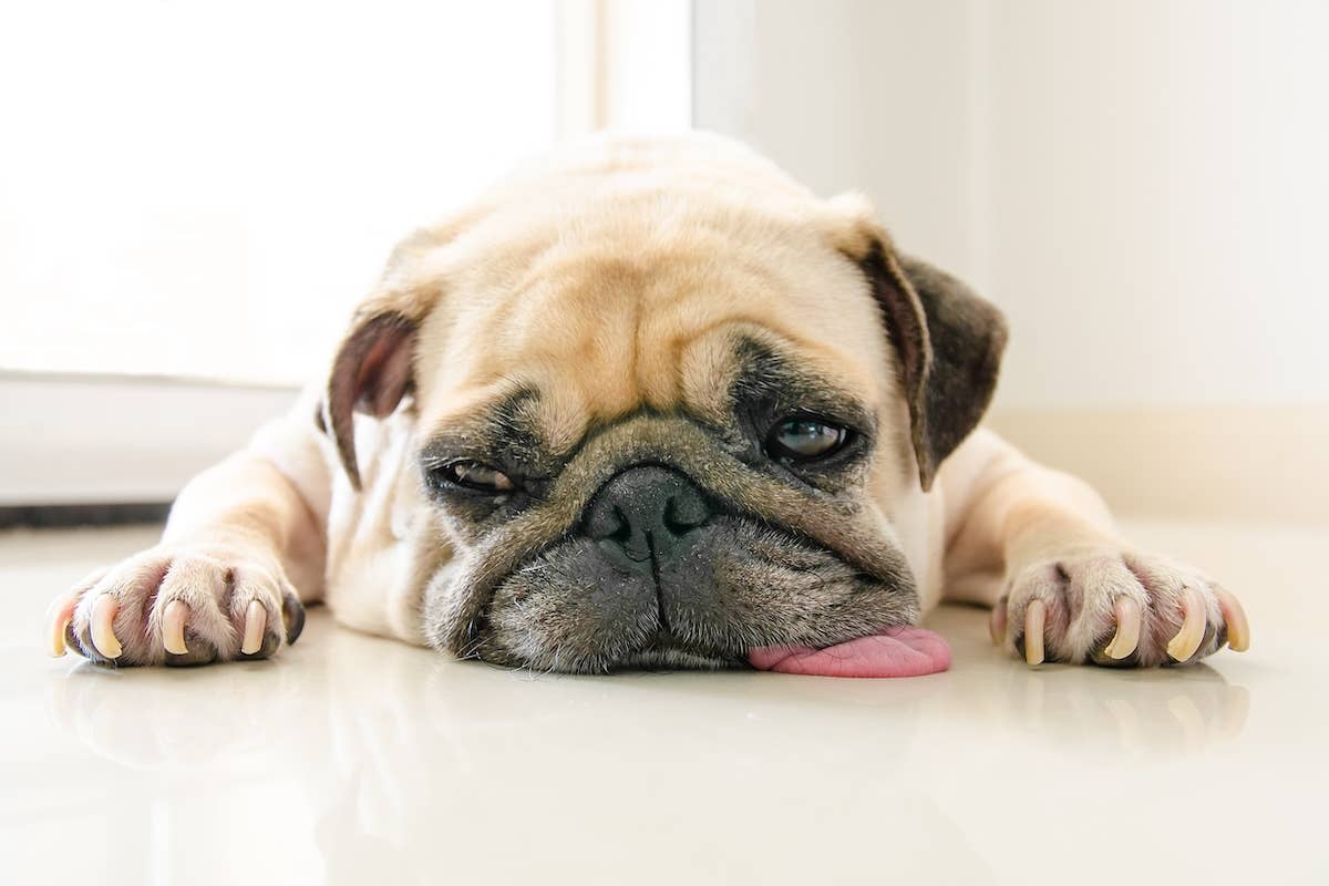 Pug Puppy Begging to Play at 6am Is Impossible to Resist - Parade Pets