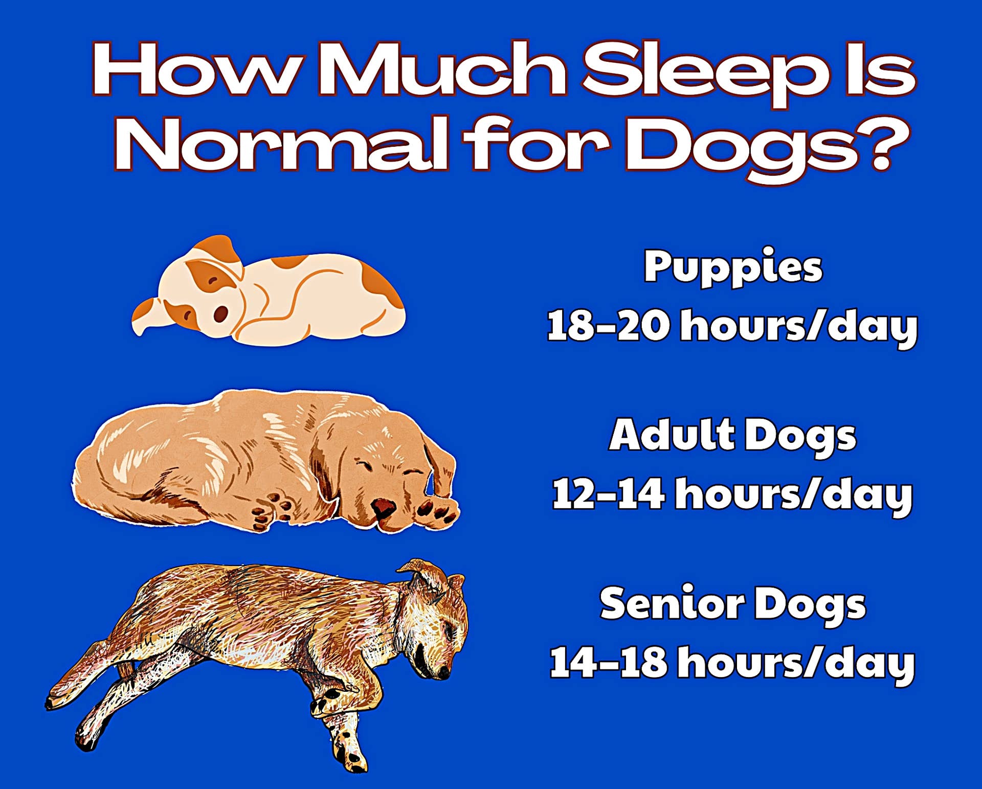 Why Do Dogs Sleep So Much? A Veterinarian Answers - Parade Pets