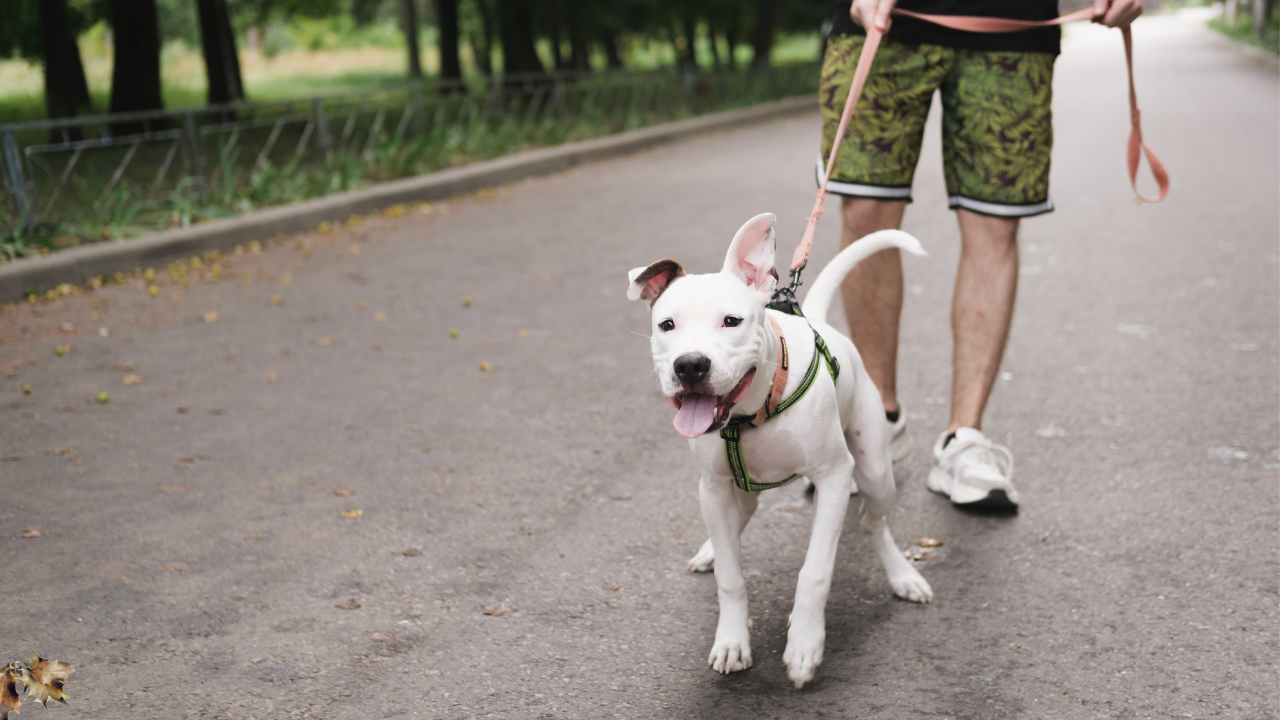 Walka Pulinga How to Stop Your Dog From Pulling on the Leash (Trainer-Approved ...