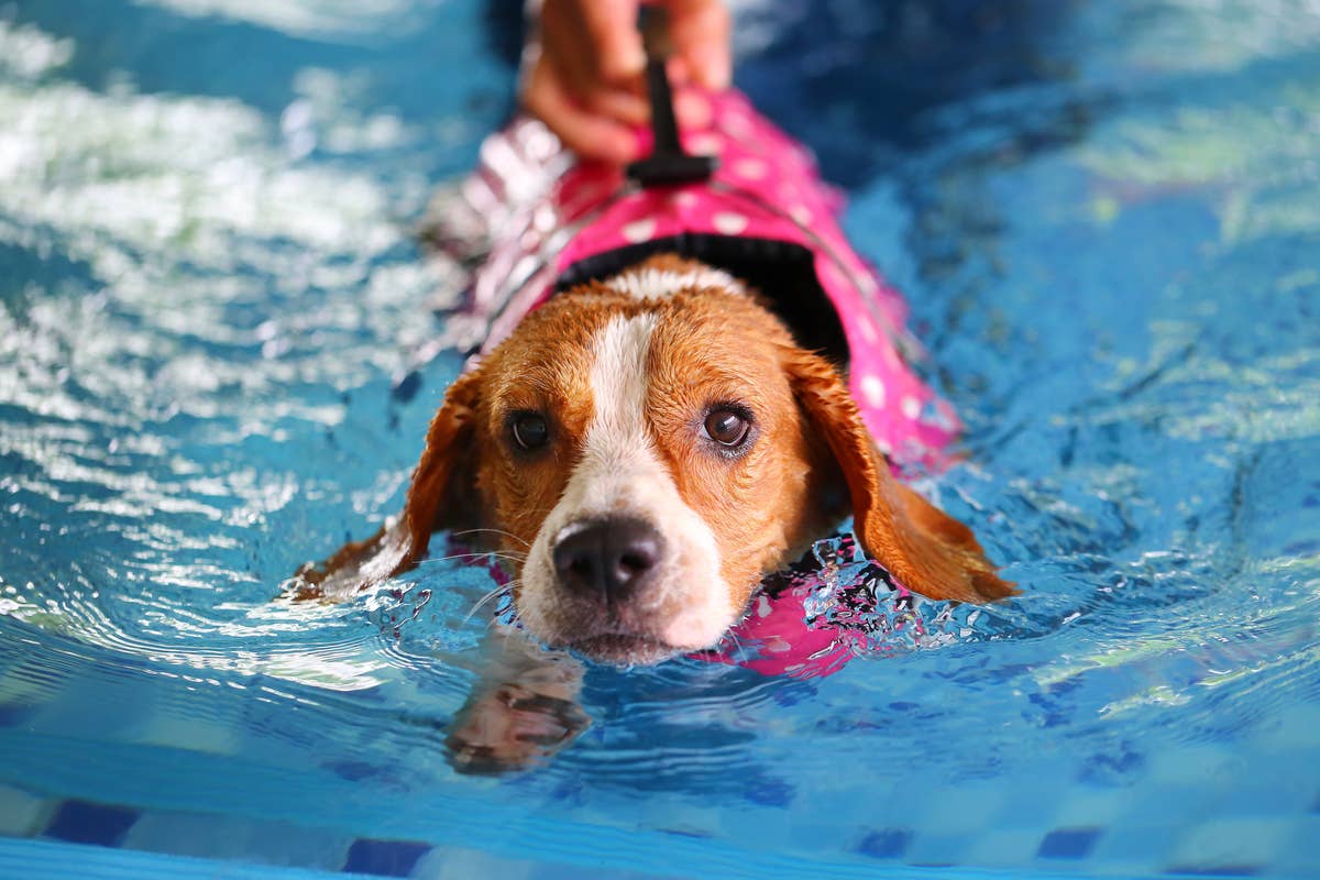 Brave Beagle Leaps Into Swim Adventure with Dad and Instantly Regrets ...