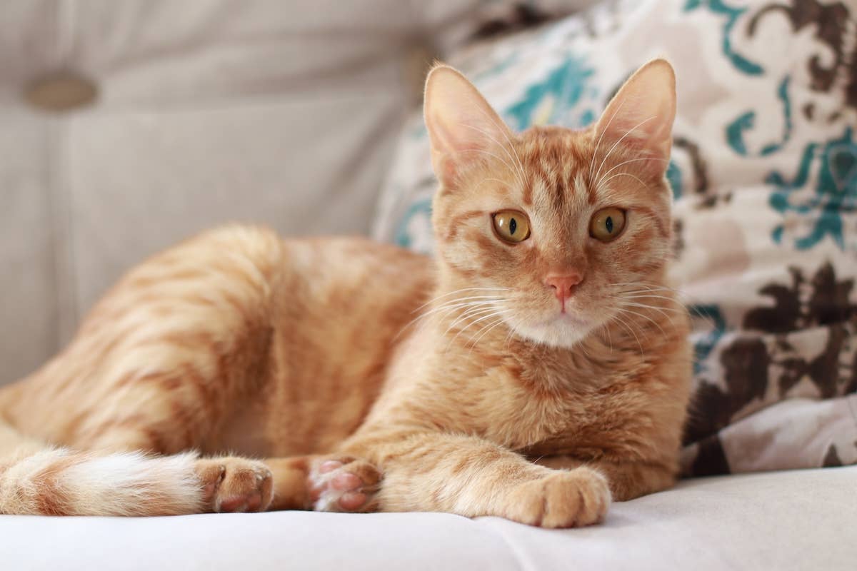 Ginger Cat's Screaming Snuggle Demands Showcase Ultimate Orange