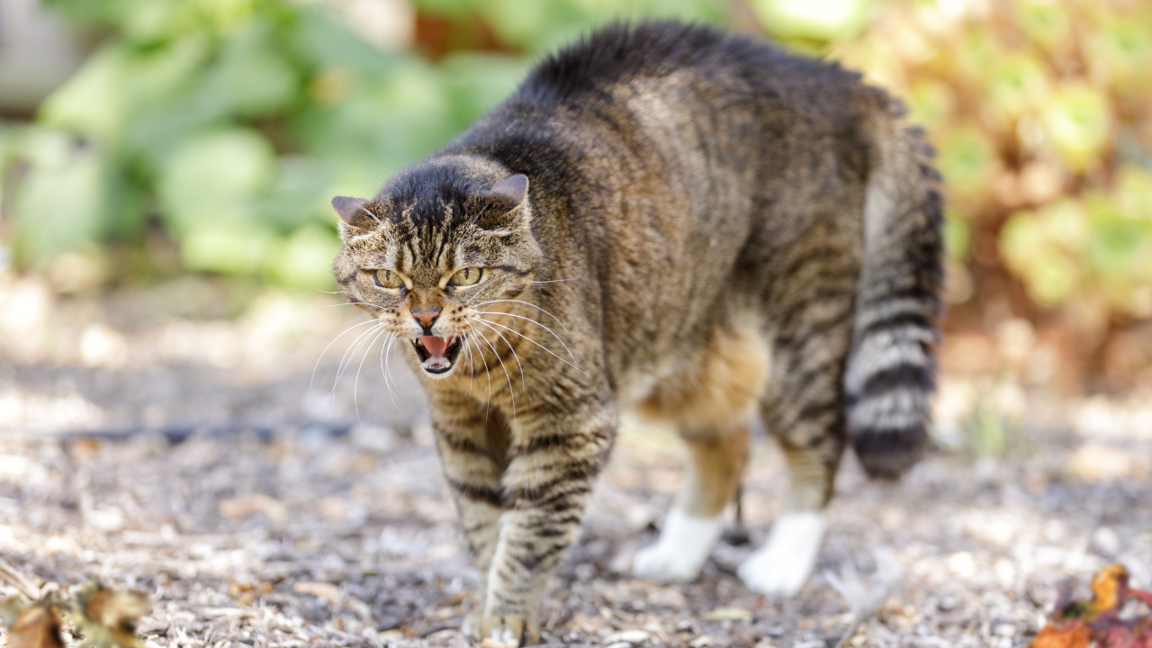 Why Do Cats Puff Up Their Fur? The Answer May Surprise You - Parade Pets