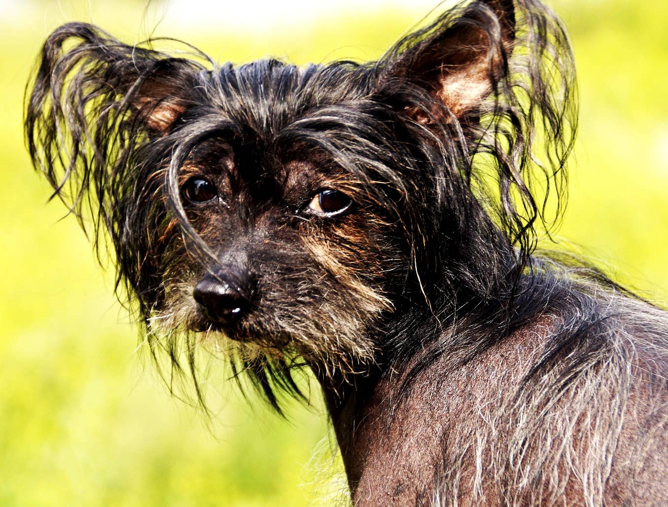 Articles by Stephanie Osmanski - Parade Pets