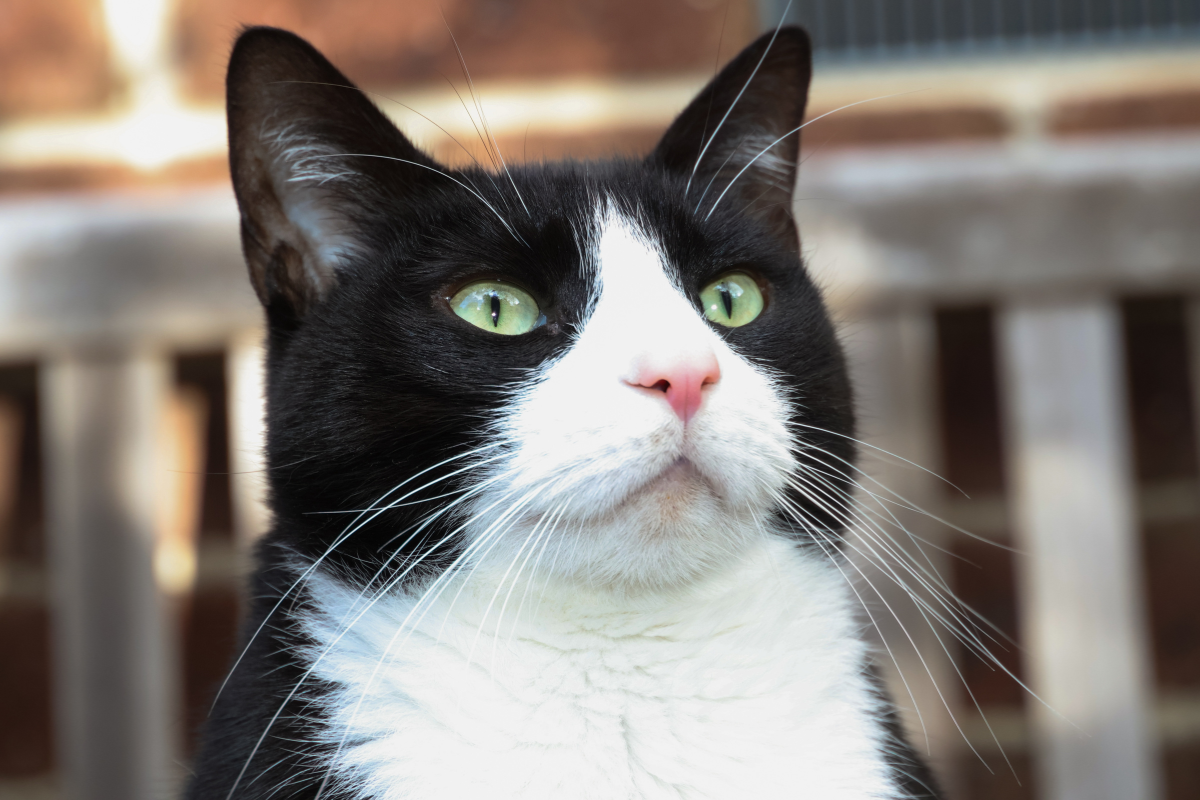 Pyramind Dog Tuxedo Cat Hilariously Behaves Just Like a Dog When He Finds a Stick ...