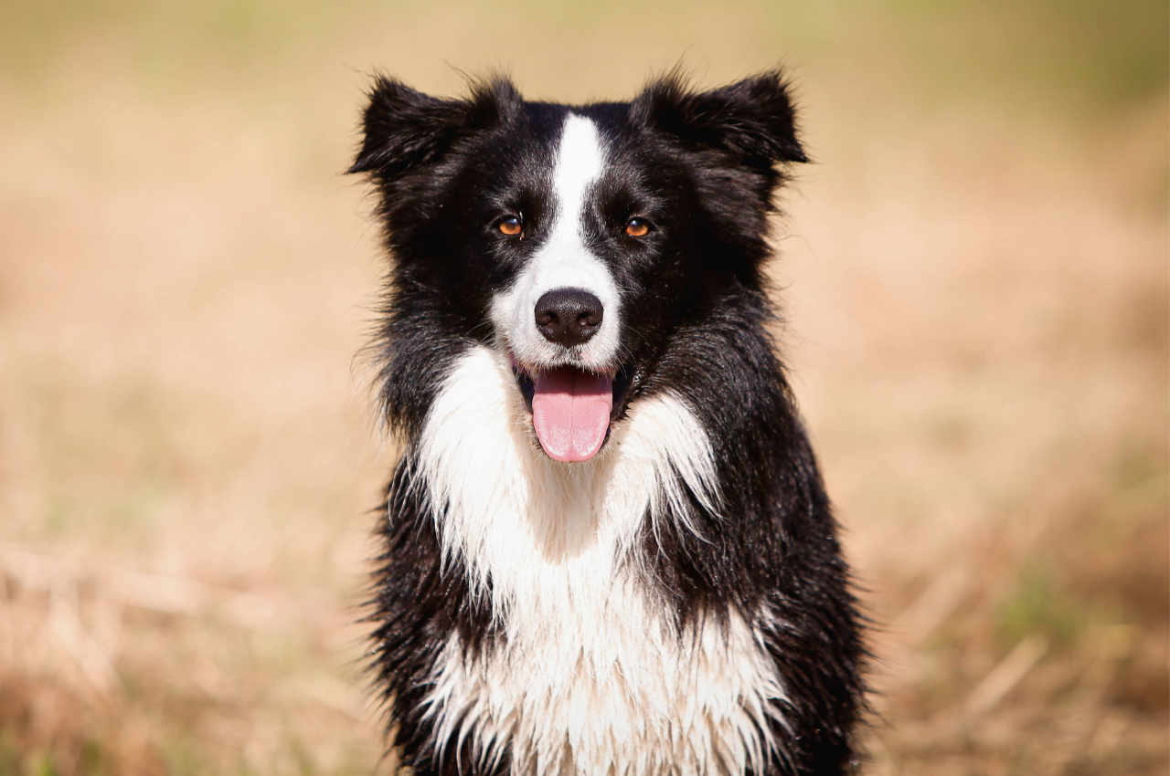 20 Smartest Dog Breeds, Ranked to Most Intelligent - Parade Pets