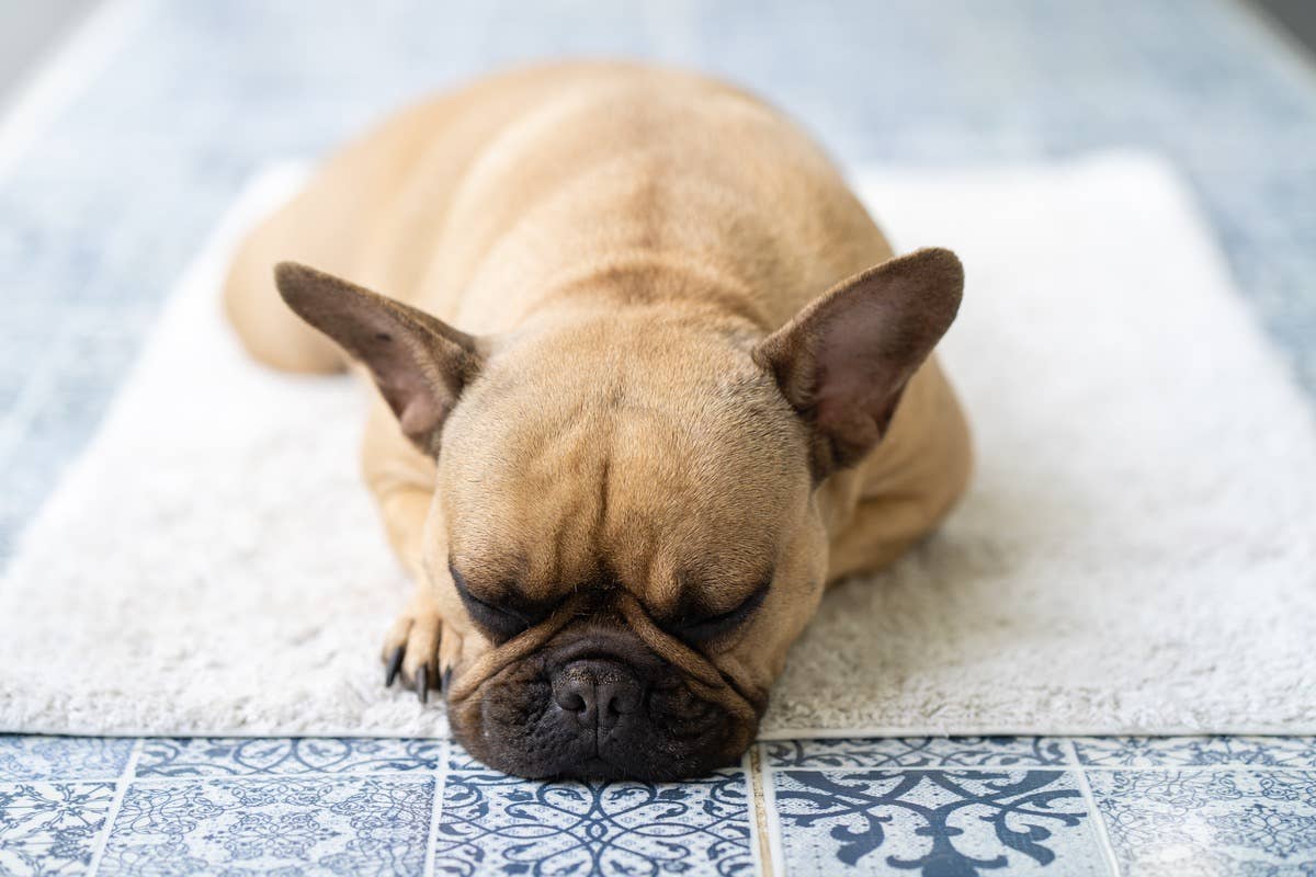 French Bulldog's Lip Smacking While Dreaming Is Beyond Hilarious ...