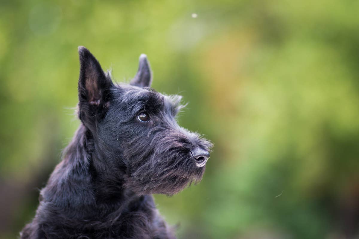 Scottish Terrier Takes Toddler Brother on Tractor Ride and Totally ...