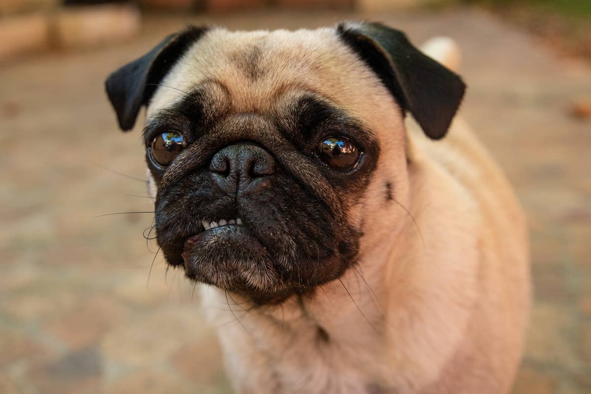 Pug's Drama Over Wanting Second Dinner Is Totally Oscar-Worthy - Parade ...