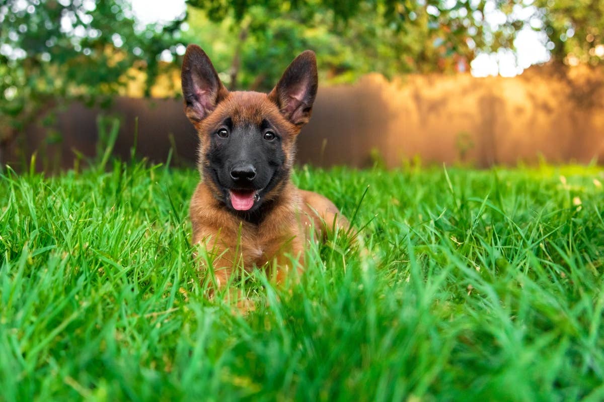 Belgian Malinois Hilariously Storms Mom’s Coffee with Epic ‘Maligator ...