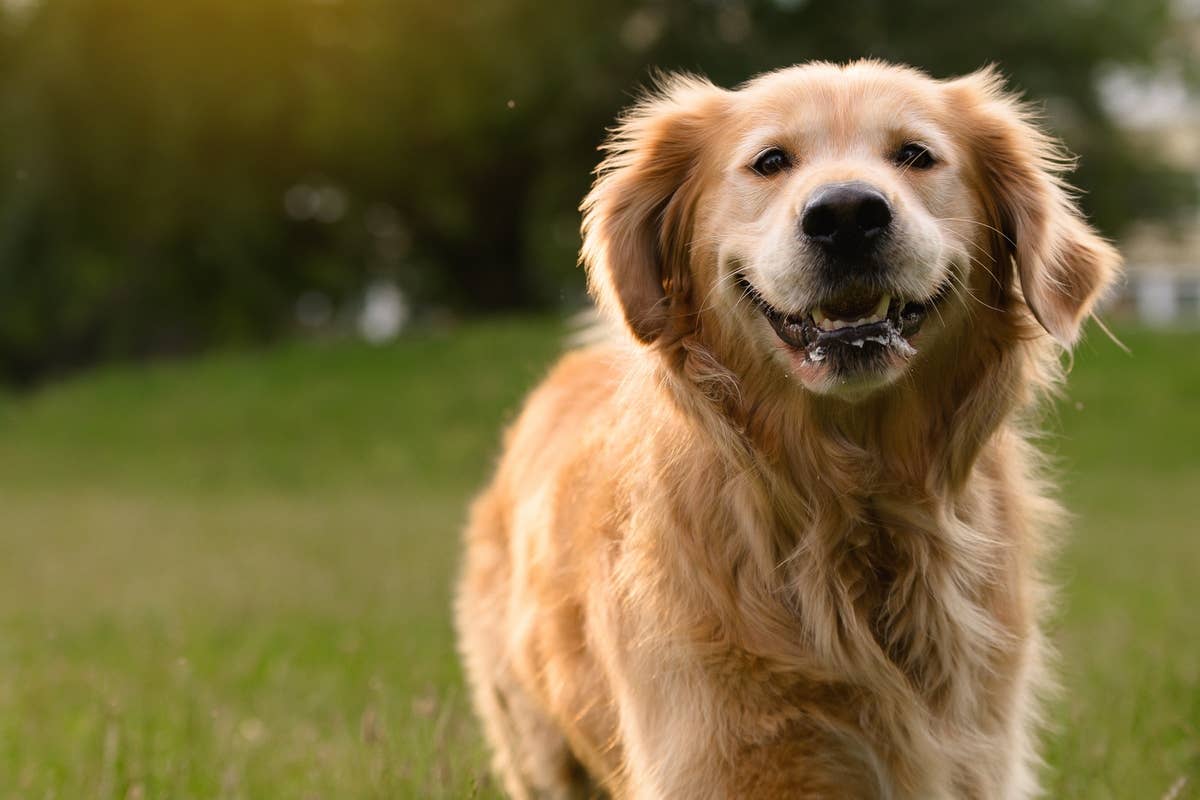 Golden Retriever's Big Smile While Enjoying Kiddie Pool Is Being Called ...