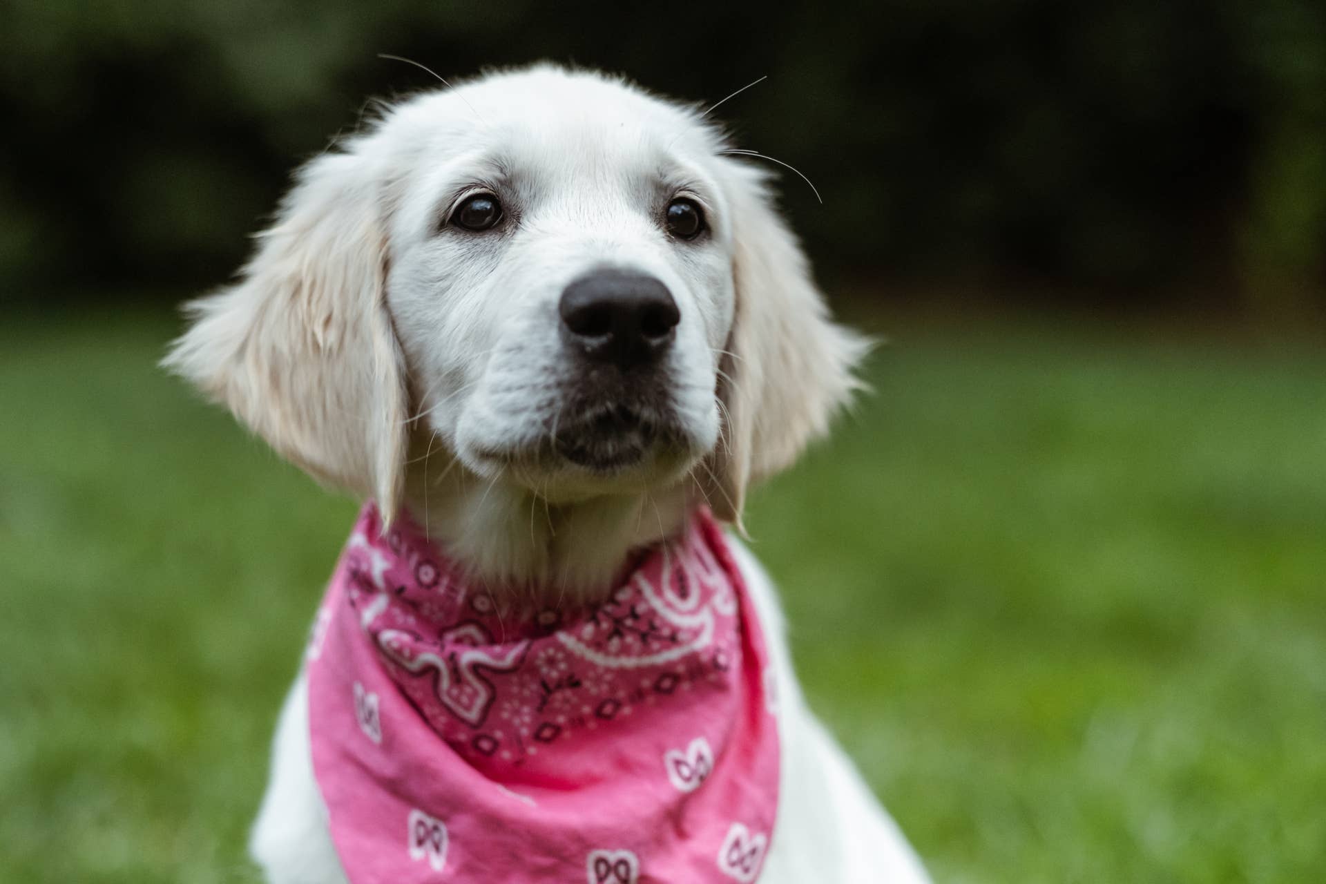 Precious Golden Retriever Puppy Loves 'Getting' Her Makeup Done Just Like  Mom - Parade Pets
