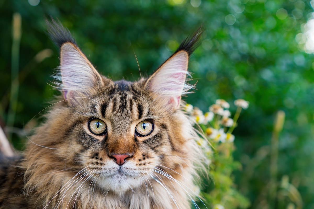 Maine Coon Cat's Magical Mountain Trot Is So Gorgeous It Could Be
