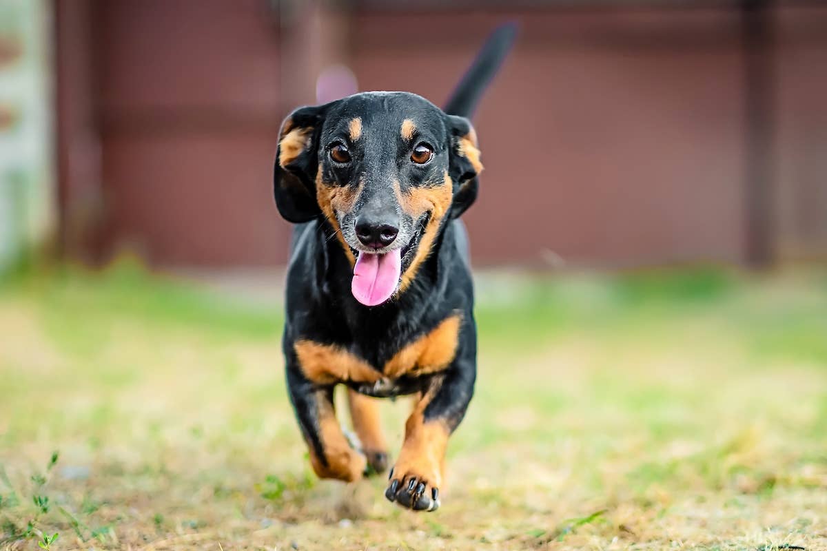 Pyramind Dog Dachshund Works on His 'Patrol Dog Skills' Just Like a Little Captain ...