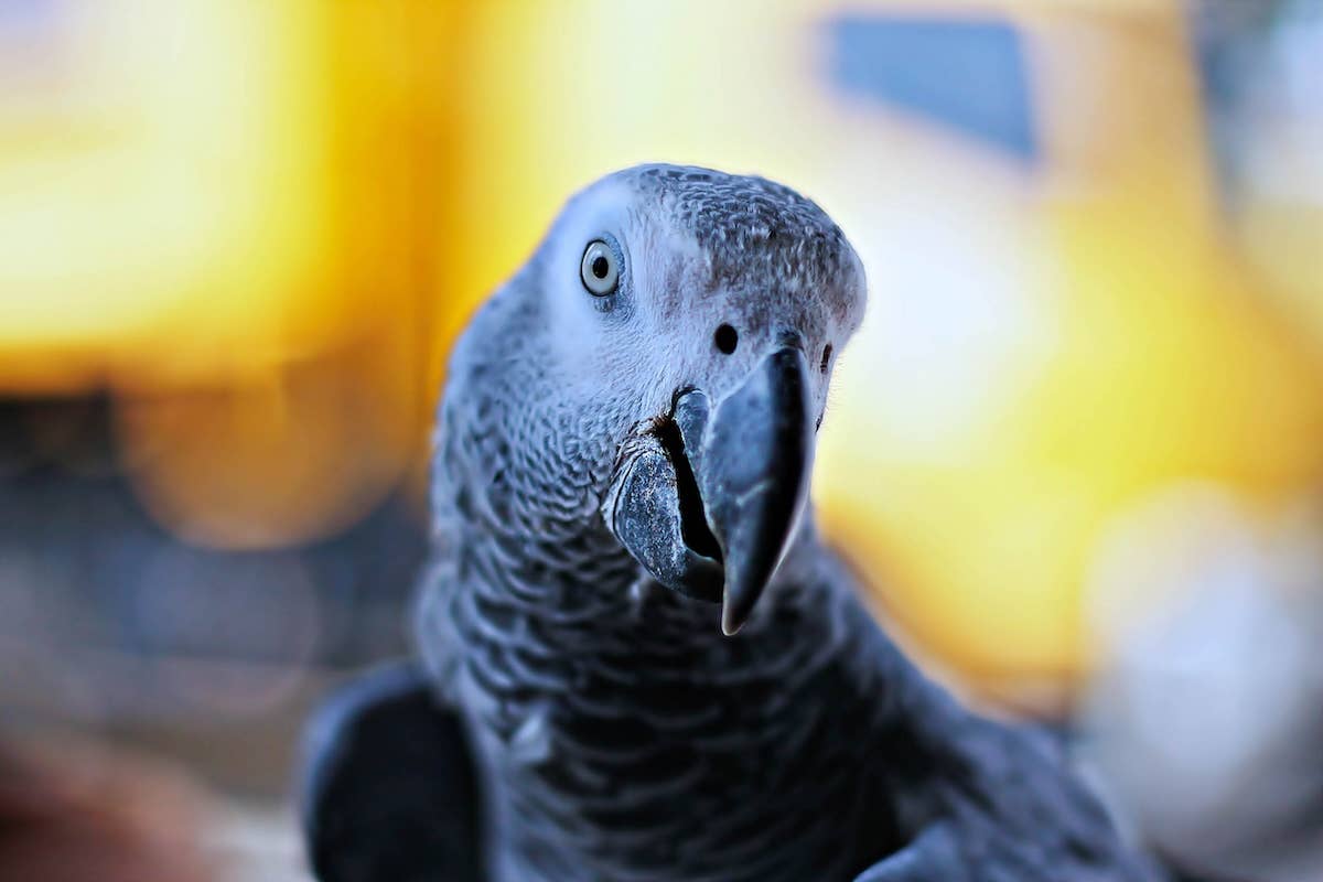 Mom Leaves Parrot Home Alone with Camera on and Absolute Hilarity ...