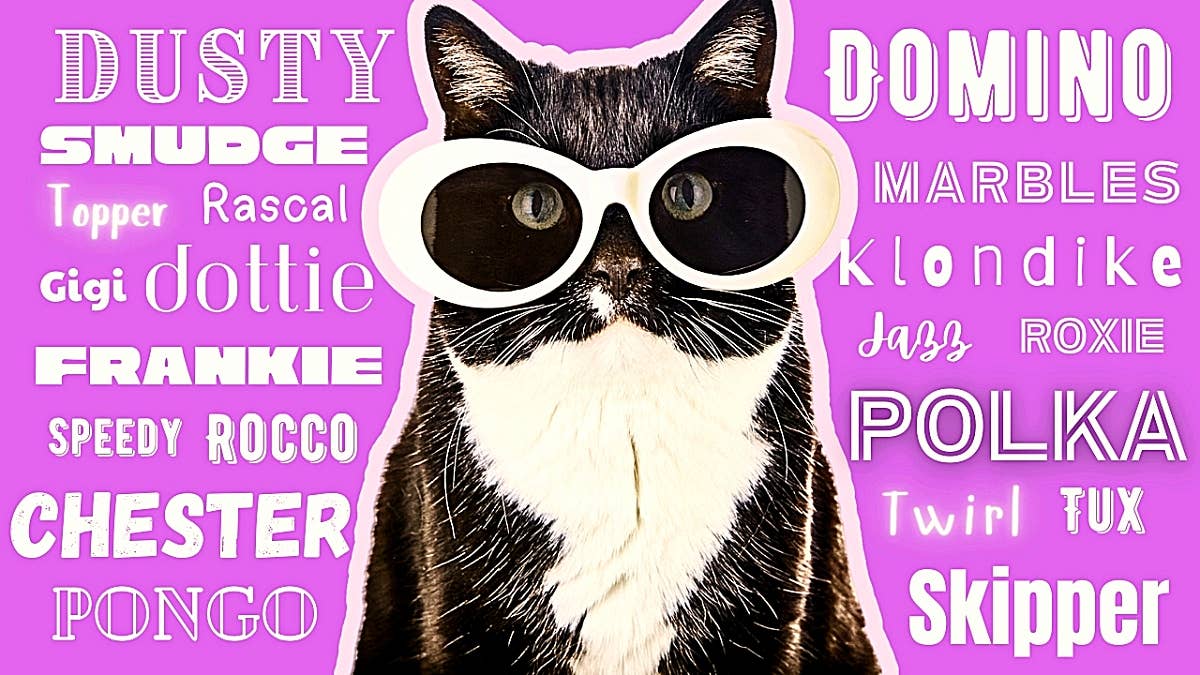 Black And White Tuxedo Kitten Names