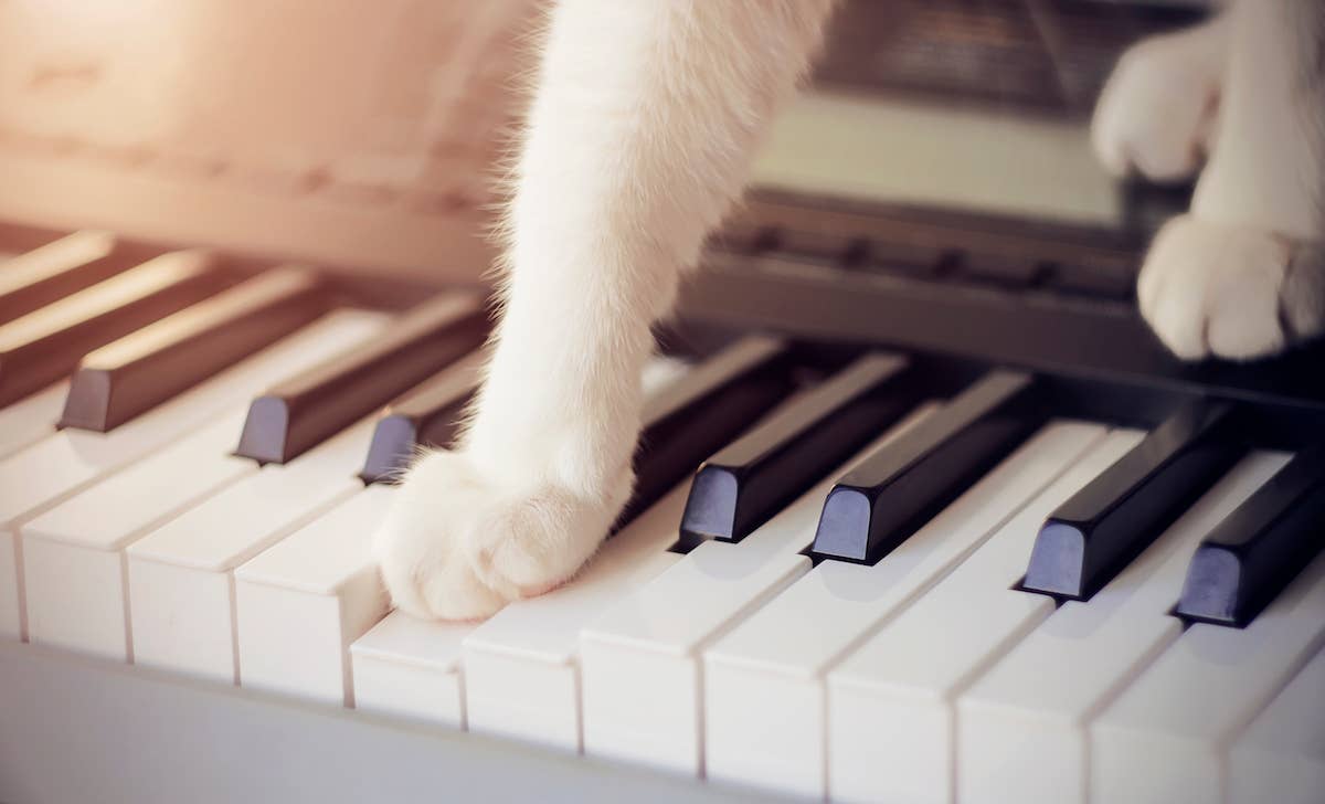 Cat paws piano