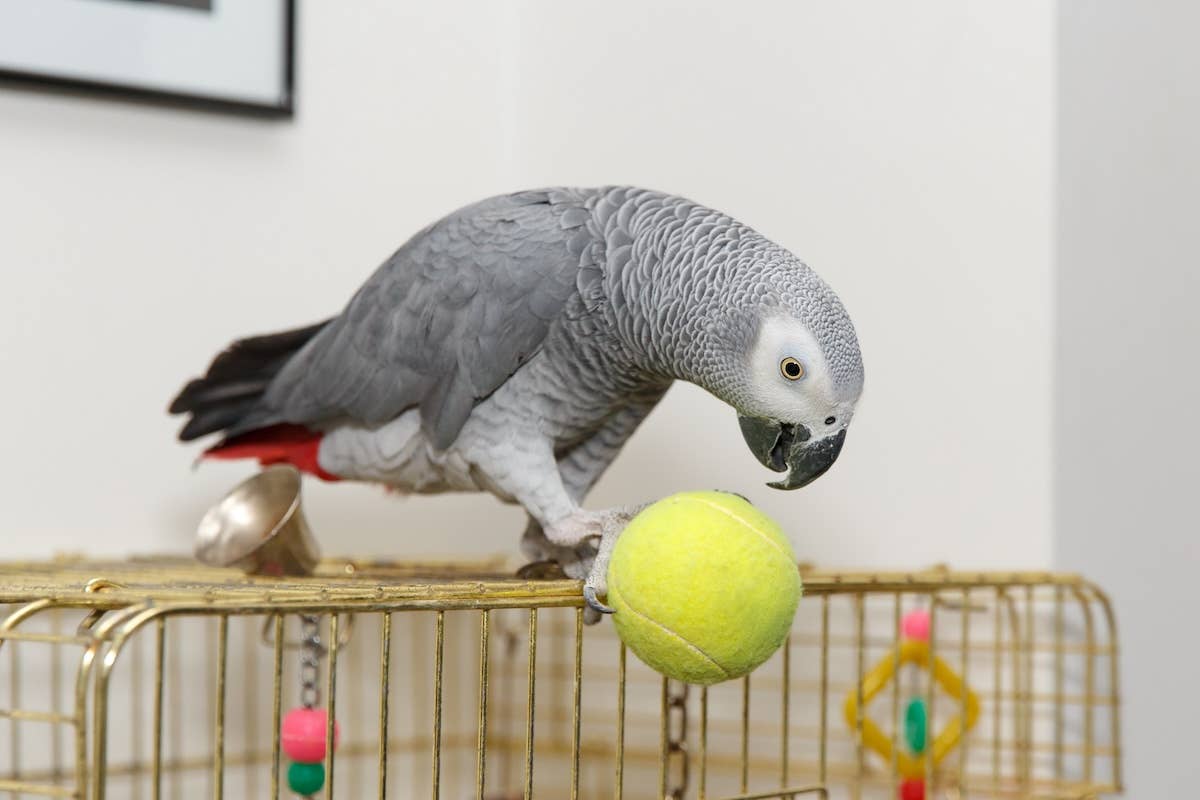 Mom Leaves Parrot Home Alone with Camera on and Absolute Hilarity ...