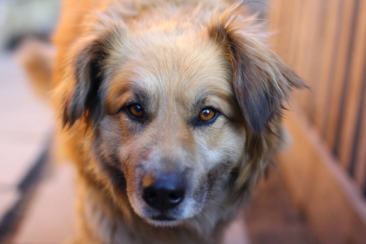 Closeup of a German Shepherd Mix