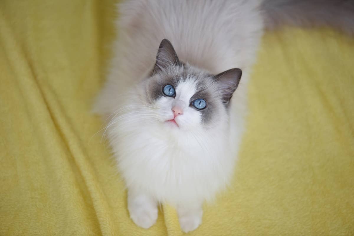 200+ Italian Cat Names for Your 'Prezioso' Kitty - Parade Pets