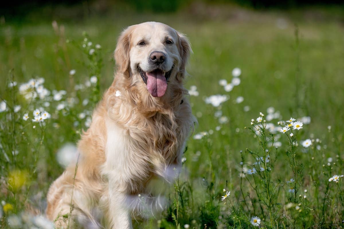 Golden Retriever Rescue s Heartwarming Life Story Results In Most Golden Retriever Rescue s Heartwarming Life Story Results In Most
