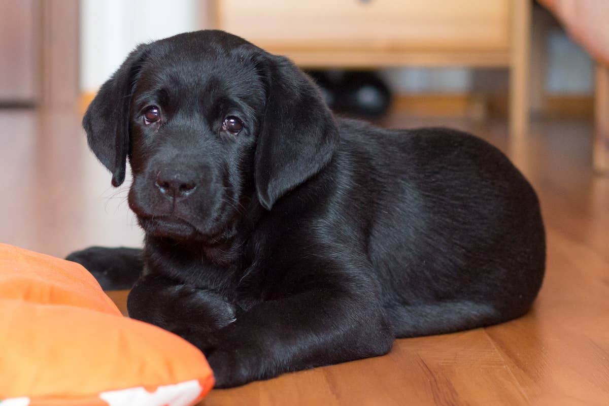 Worried Labrador's Sweet Cries For 'His Cockatoo' at the Vet Are ...