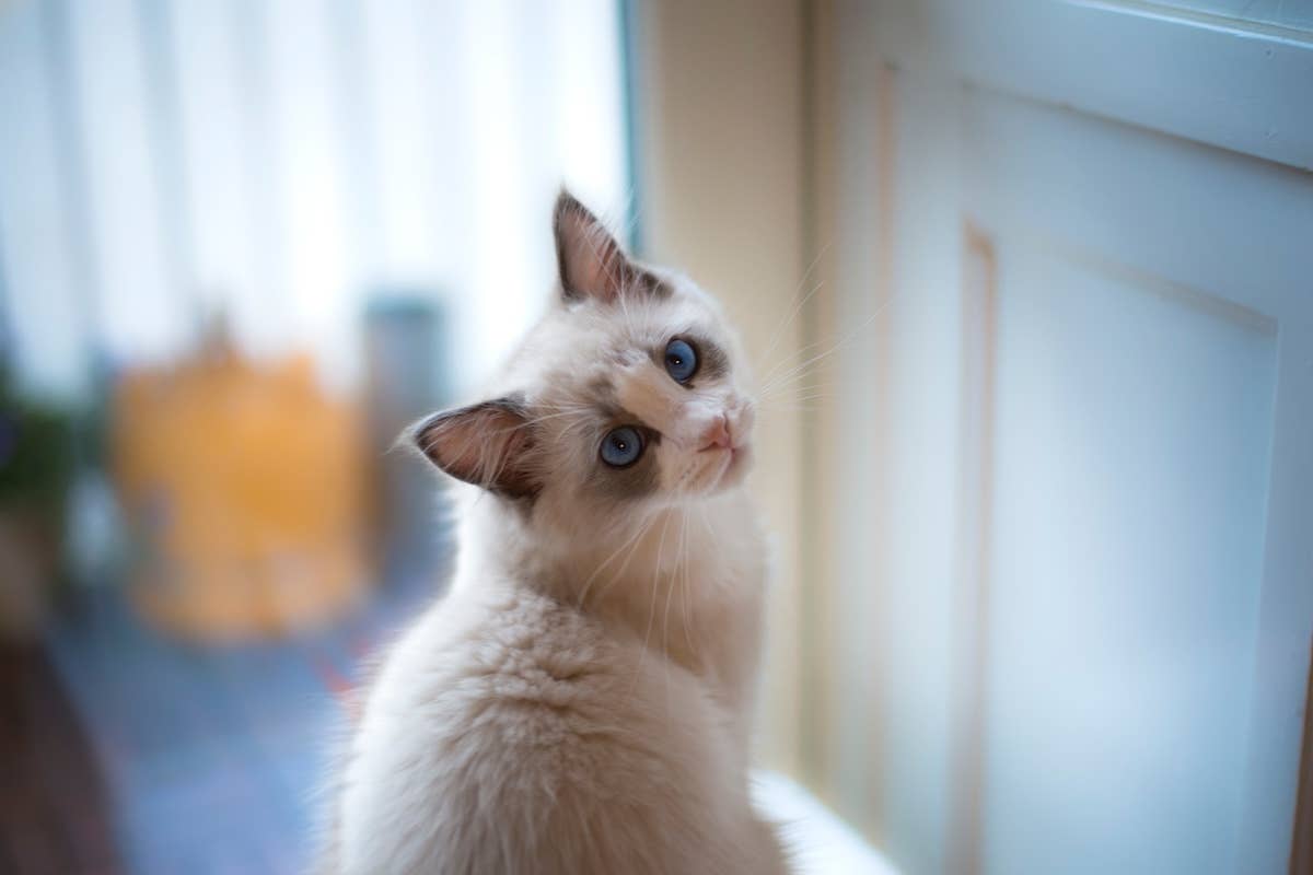 Sweet Angel Ragdoll Kittens Playing in a Ball Pit Is Like Sunshine in a ...