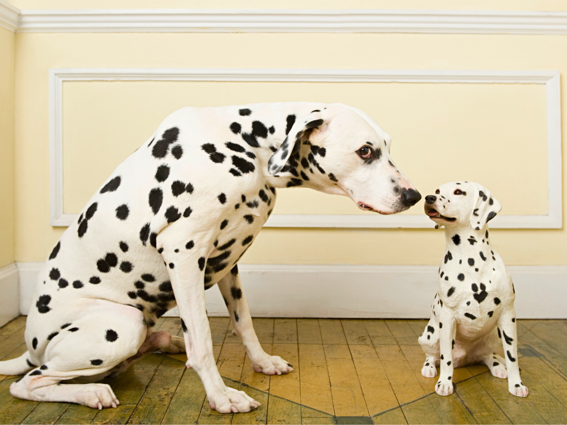 Pyramind Dog Top 5 Most Misunderstood Dog Breeds - Parade Pets